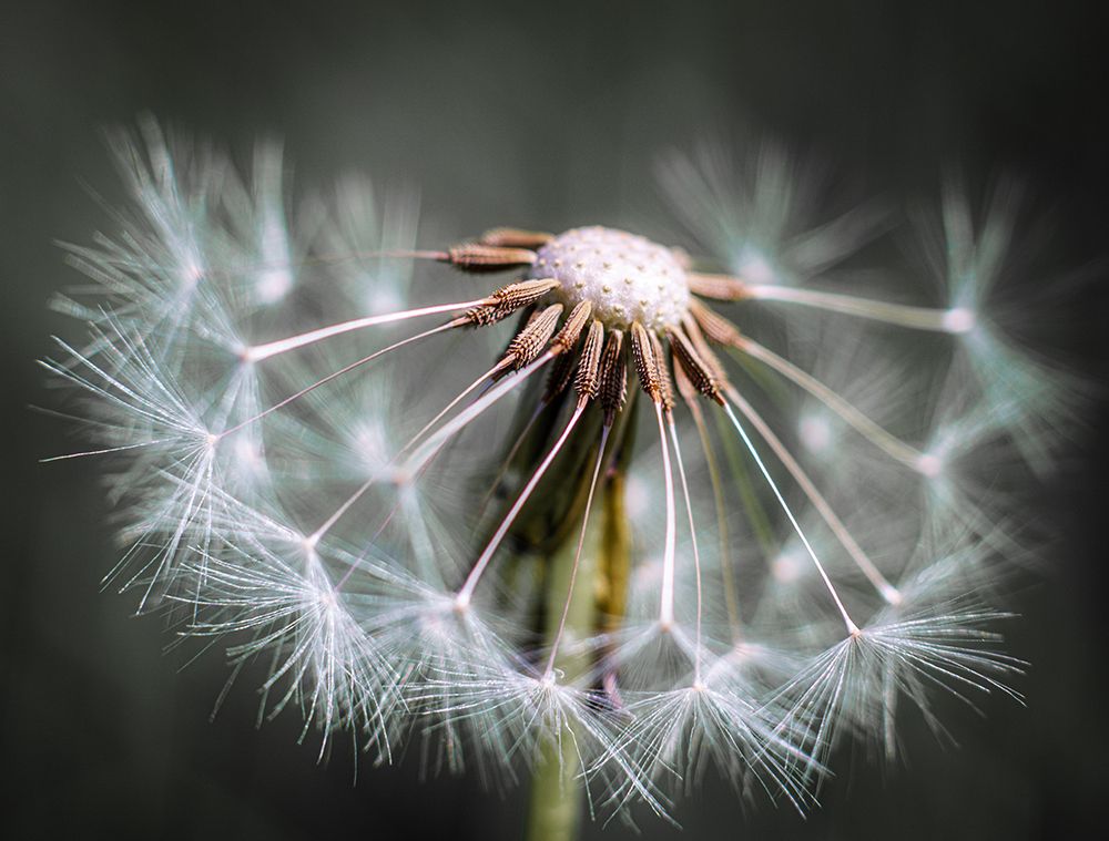 Dandelion Fluff art print by Fred Louwen for $57.95 CAD