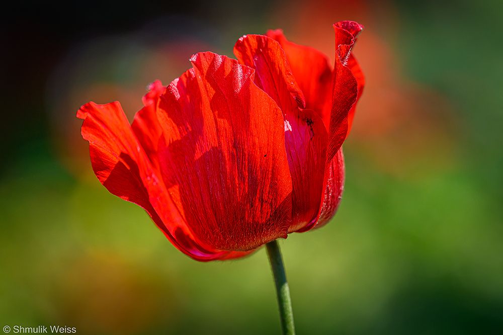 Red Anemone art print by Shmulik Weiss for $57.95 CAD