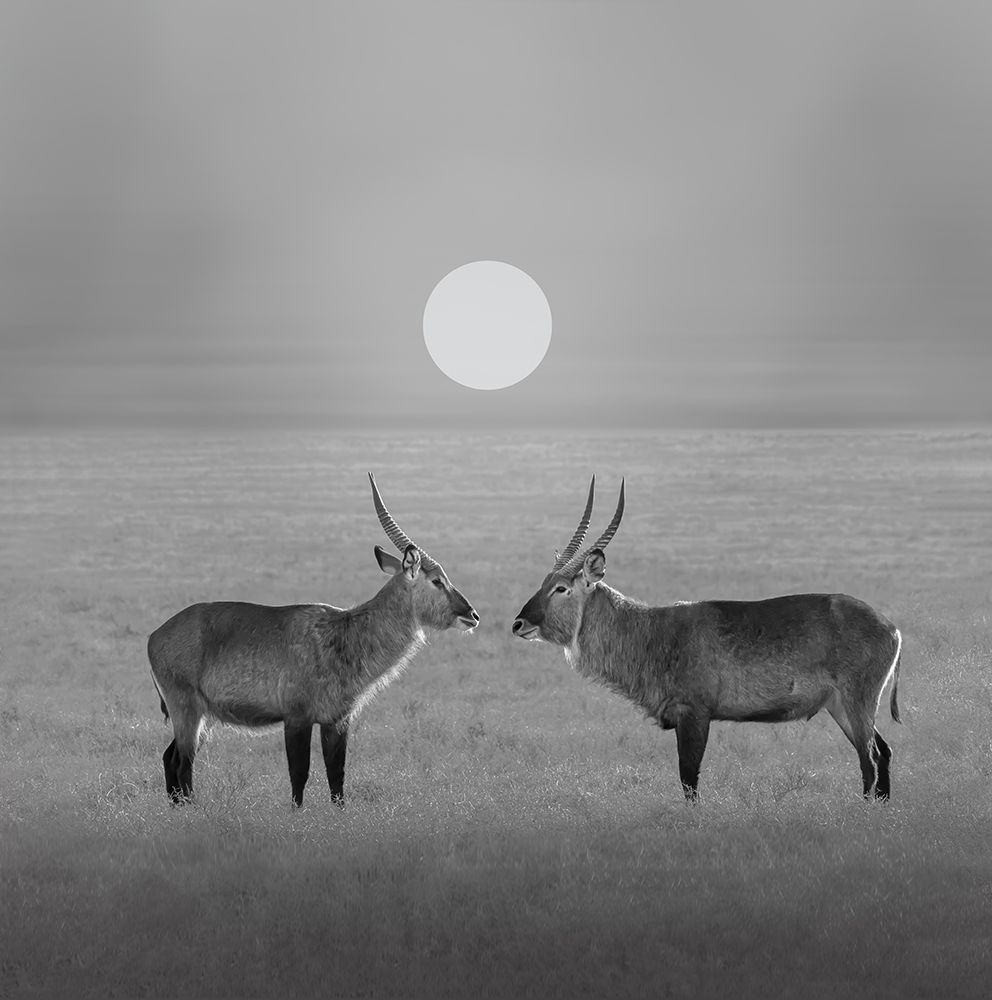 Eye To Eye art print by Hong Chen for $57.95 CAD