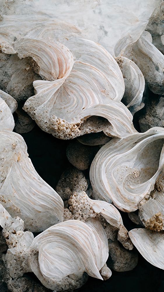 Sea Shells Detail No 2 art print by Treechild for $57.95 CAD