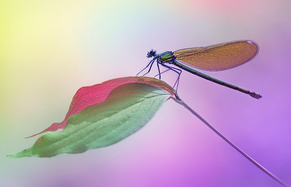 Calopteryx splendens by Fabrizio Daminelli
