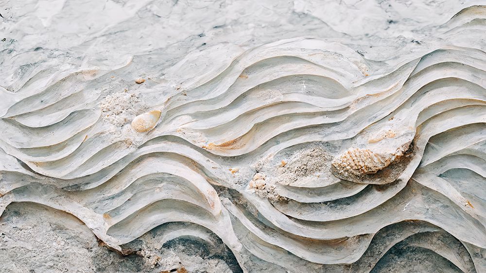 Sea Shell Detail No 6 art print by Treechild for $57.95 CAD