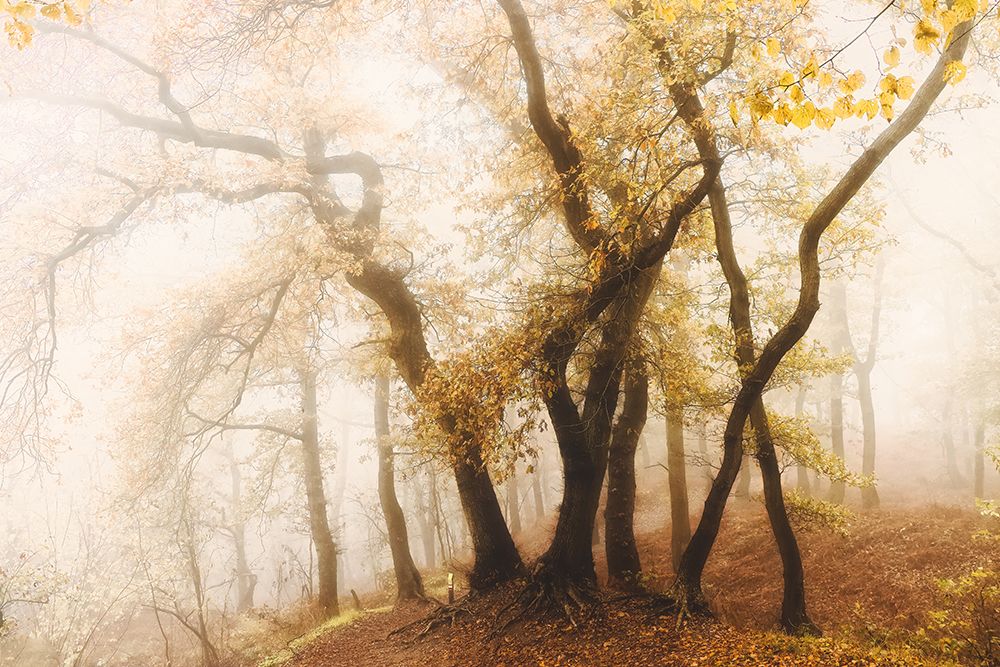 Dancing Trees art print by van der Hilda for $57.95 CAD