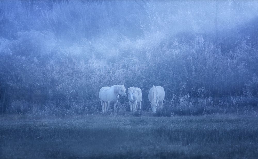 White Horses art print by Uschi Hermann for $57.95 CAD