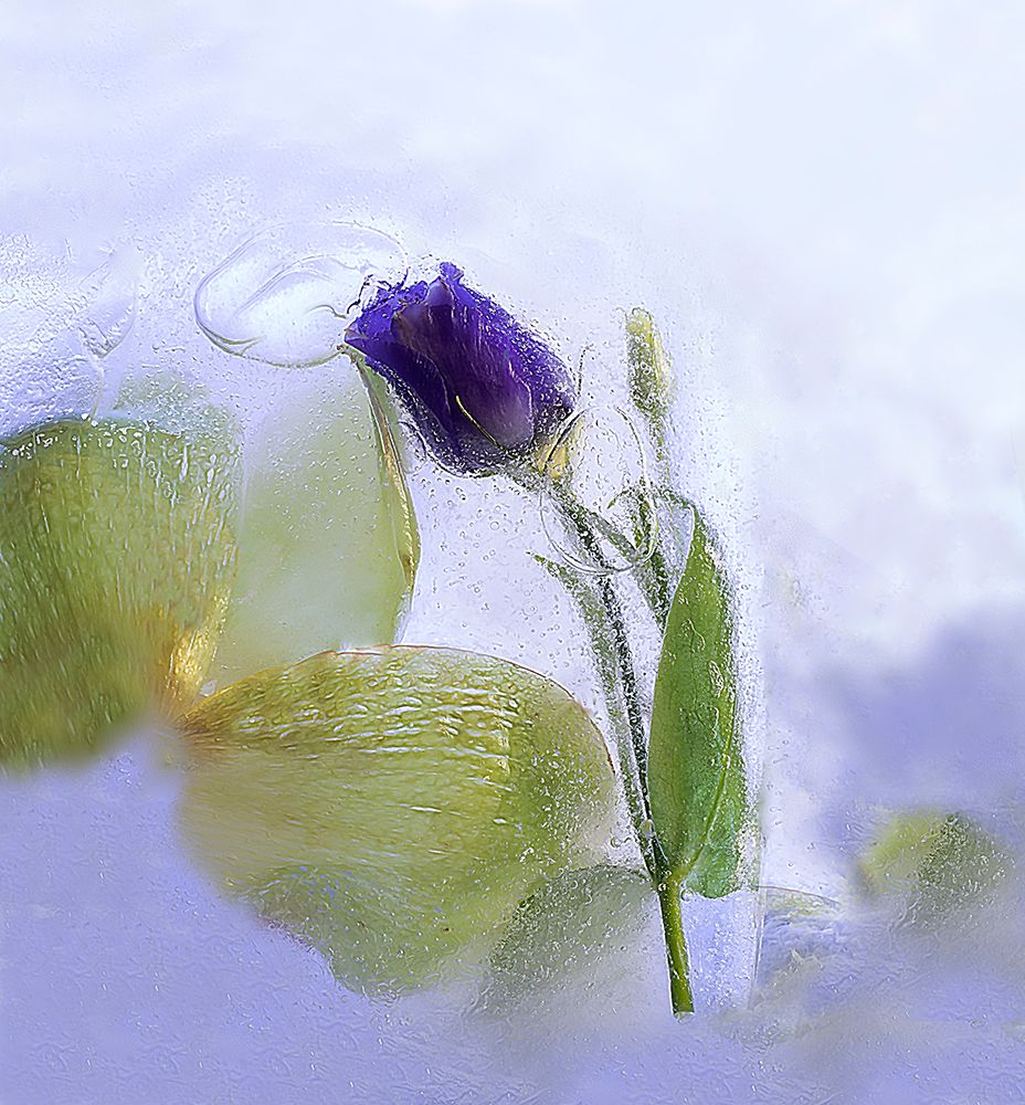 Ice Beauty art print by Marsha Ma for $57.95 CAD