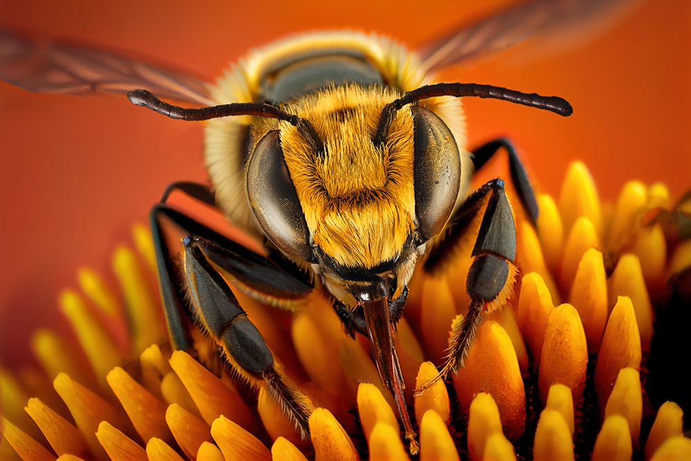 Busybee art print by Marcel Egger for $57.95 CAD