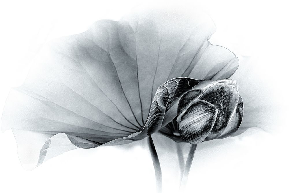 Companions art print by Xiaohong Zhang for $57.95 CAD