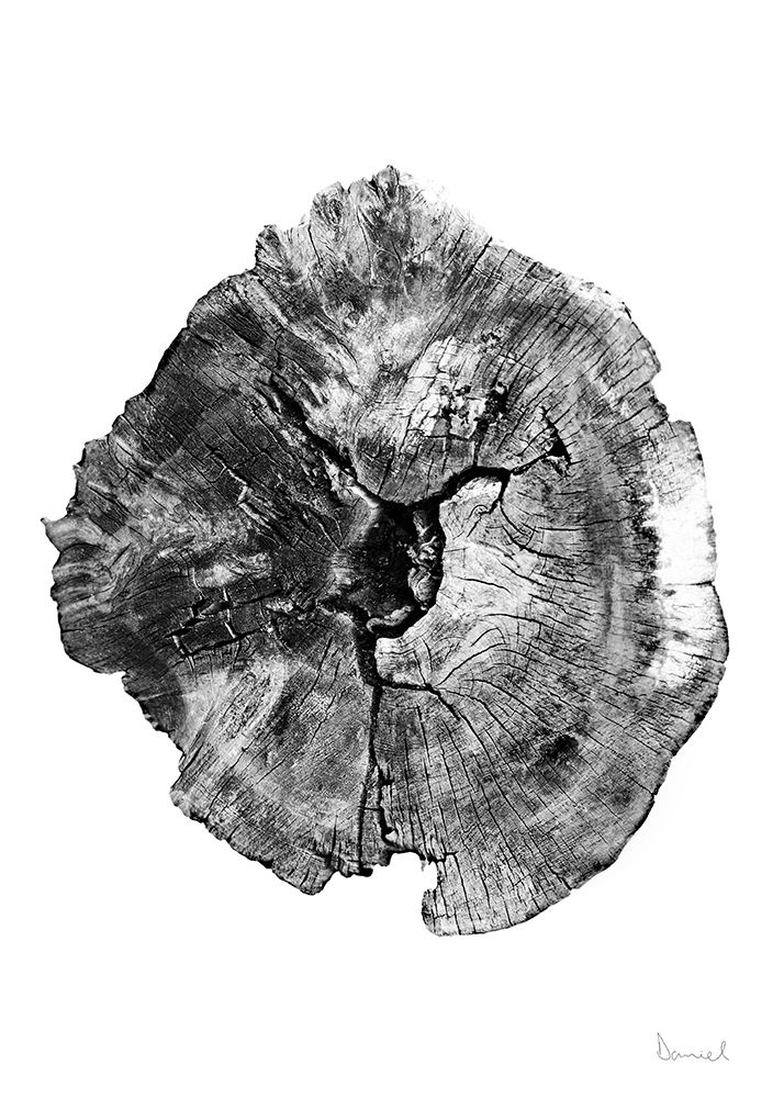 Oak Log art print by Dan Hobday for $57.95 CAD