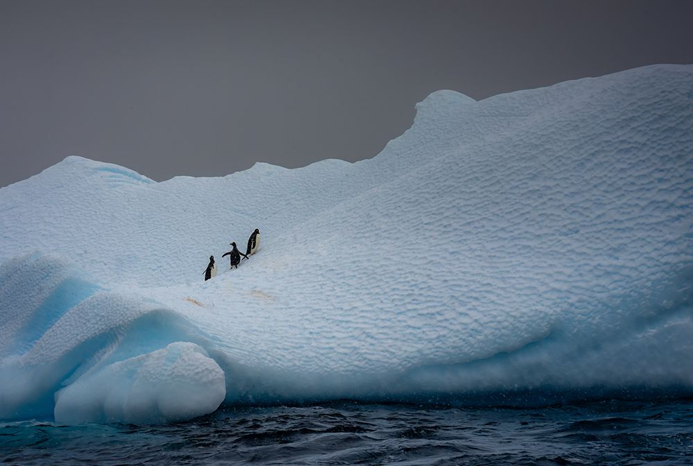 Snowy Iceberg Home To Three Penguins art print by Ning Lin for $57.95 CAD