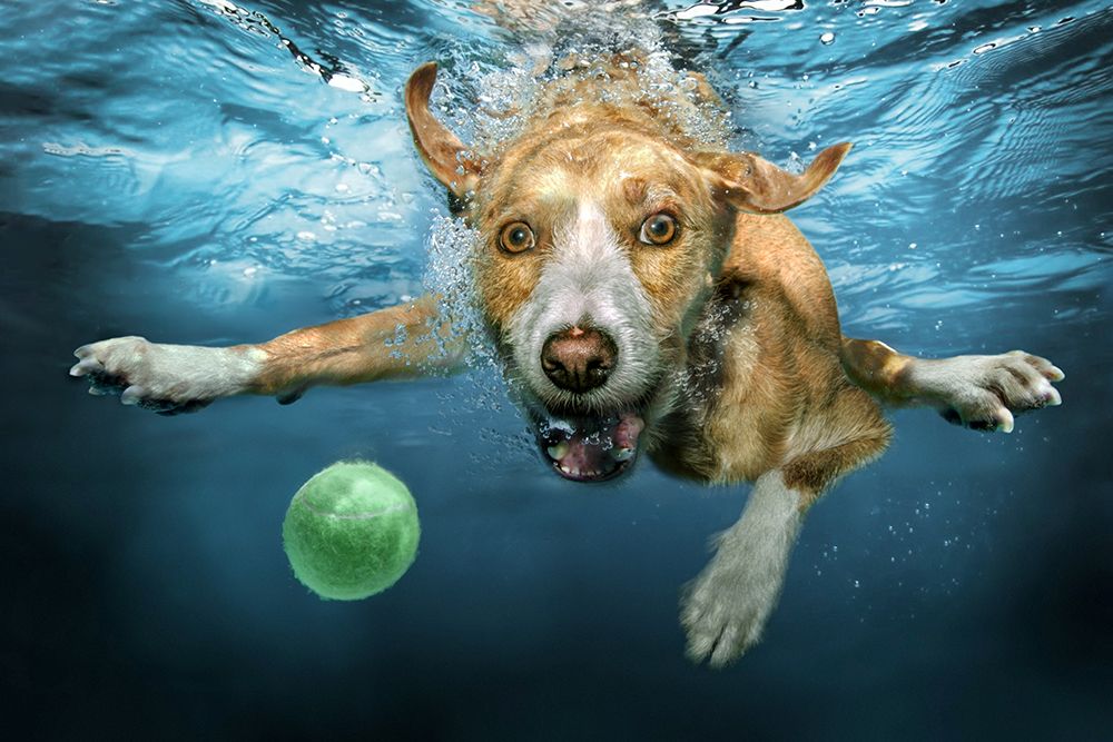 Underdog art print by Marcel Egger for $57.95 CAD