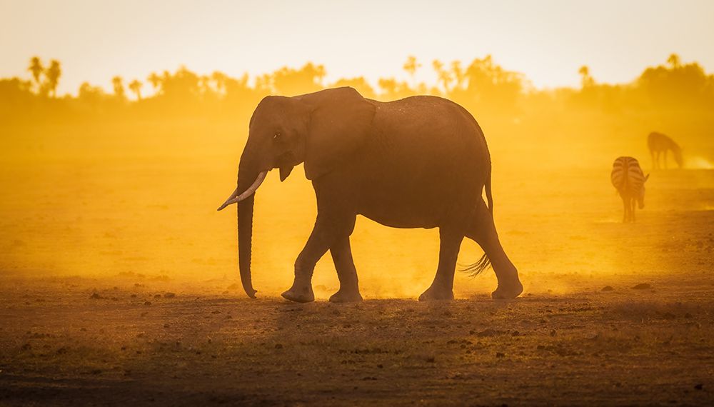 Elephantine Sunrise art print by Jeffrey C. Sink for $57.95 CAD