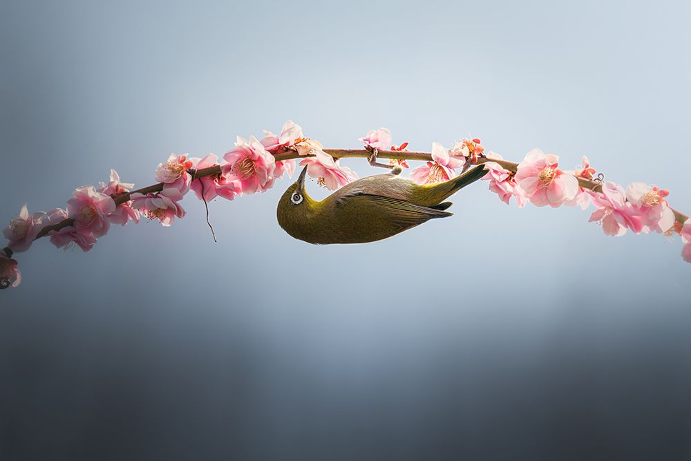 Spring is coming art print by Vu van quan for $57.95 CAD