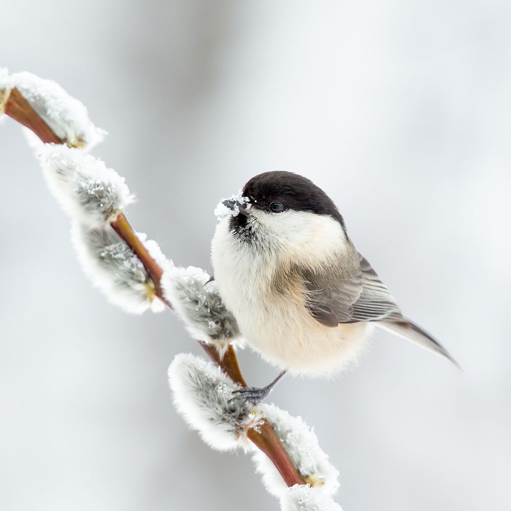 Willow Tit In Winter. art print by Annie Keizer for $57.95 CAD