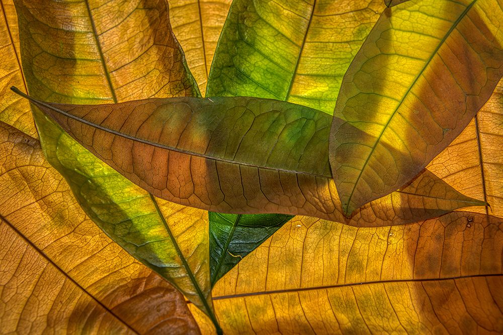 Colors Of Nature art print by Piet Haaksma for $57.95 CAD