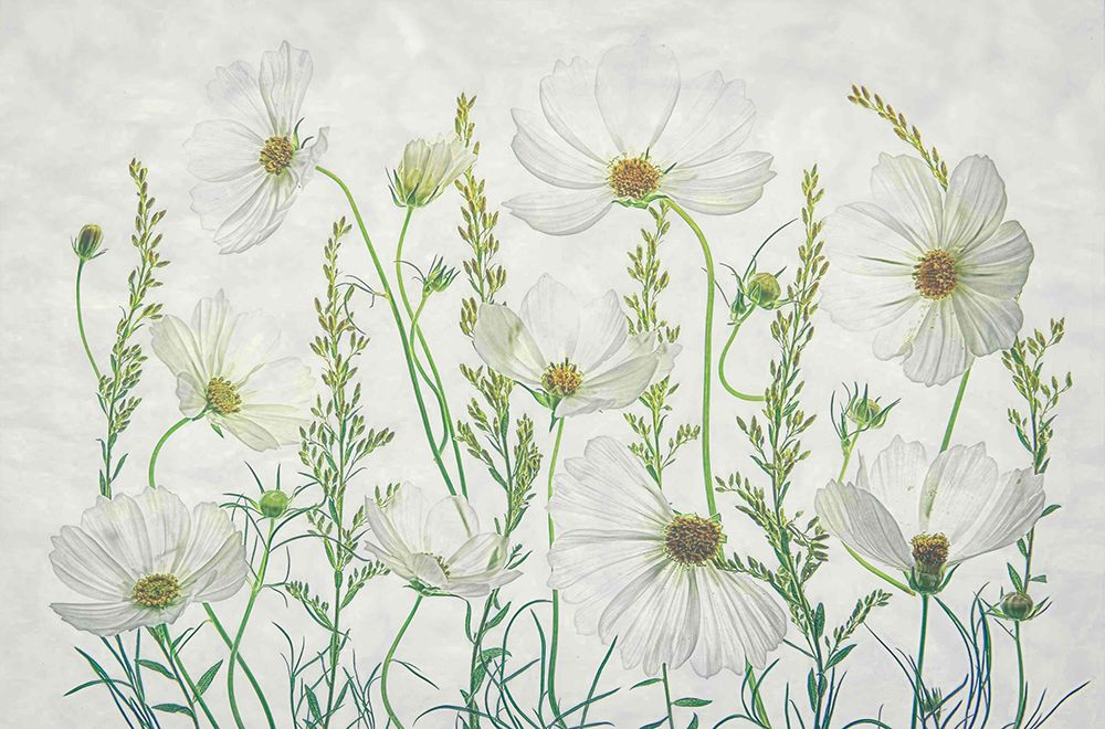 Cosmos Garden art print by Fangping Zhou for $57.95 CAD