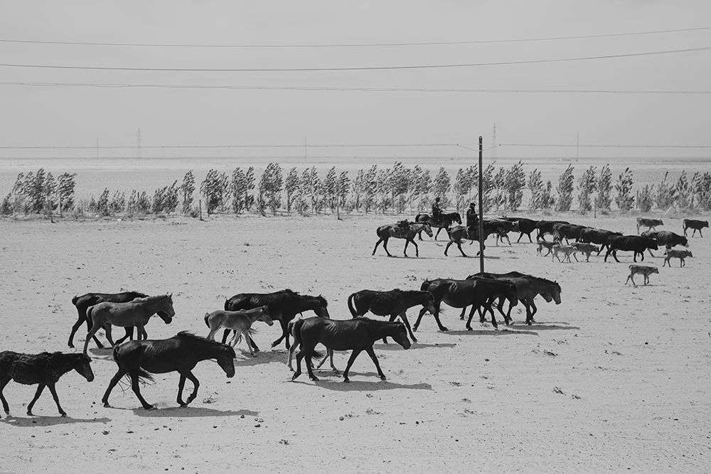 Altay Horses art print by Jana Julian for $57.95 CAD