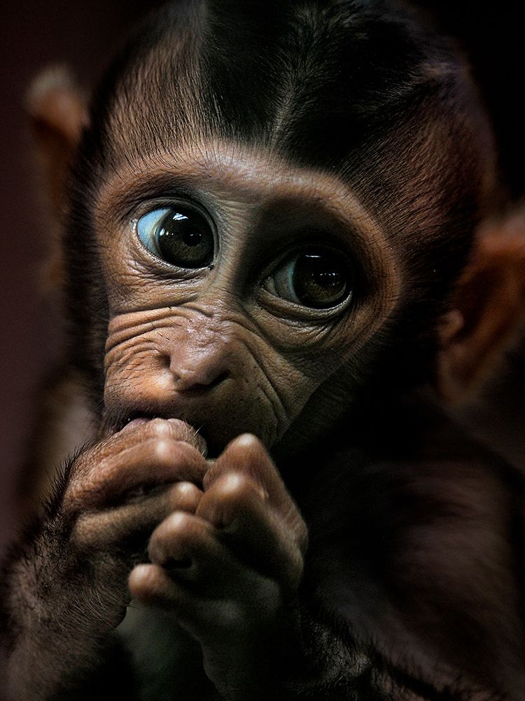 Please art print by Prabu Dennaga for $57.95 CAD