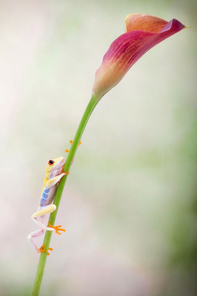 Striving art print by Renee Doyle for $57.95 CAD