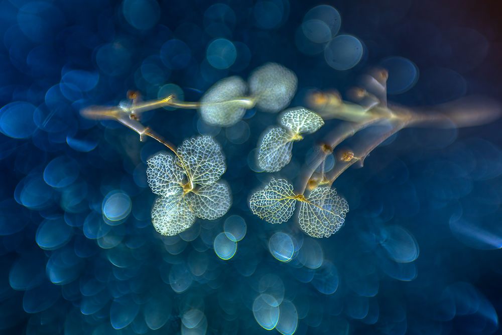 Art Of Nature art print by Piet Haaksma for $57.95 CAD