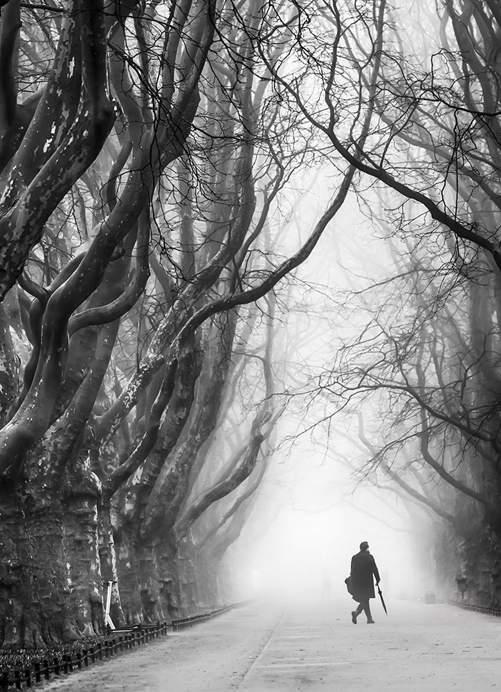 Plane Tree Way. art print by Anna Niemiec for $57.95 CAD