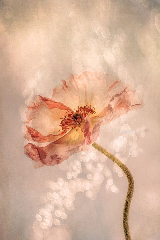 Radiant poppy art print by Hilda van der for $57.95 CAD