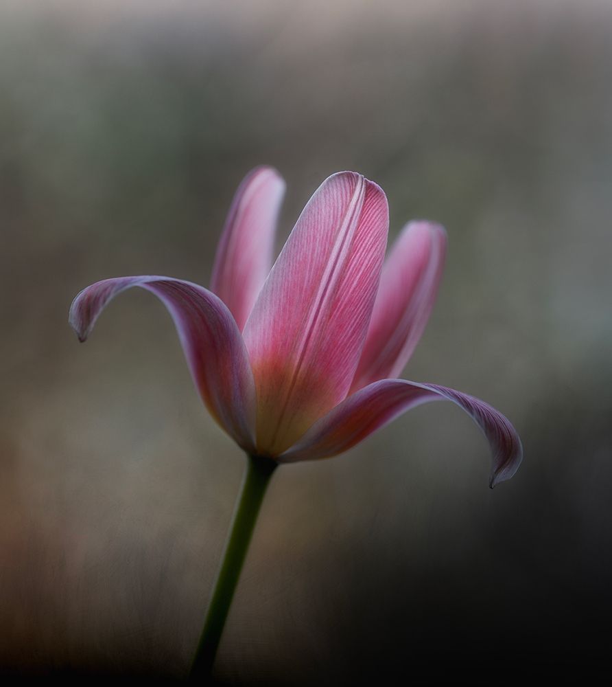 Tulip From The Garden art print by Lotte Gronkjar for $57.95 CAD
