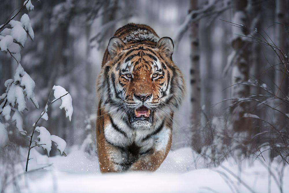 Snowtiger art print by Marcel Egger for $57.95 CAD