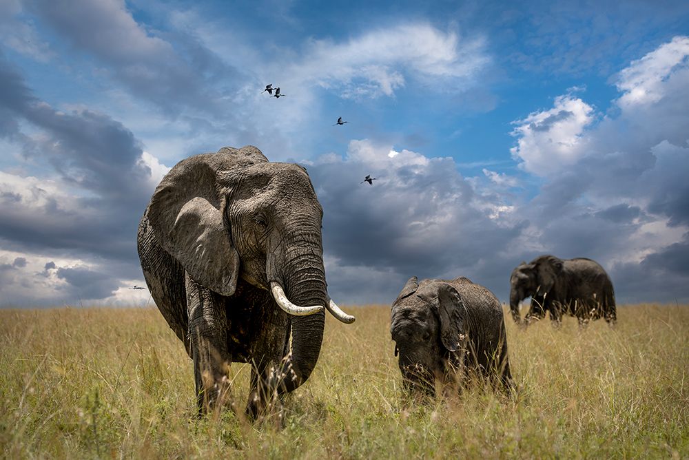 African Elephant Family art print by Anita Singh for $57.95 CAD