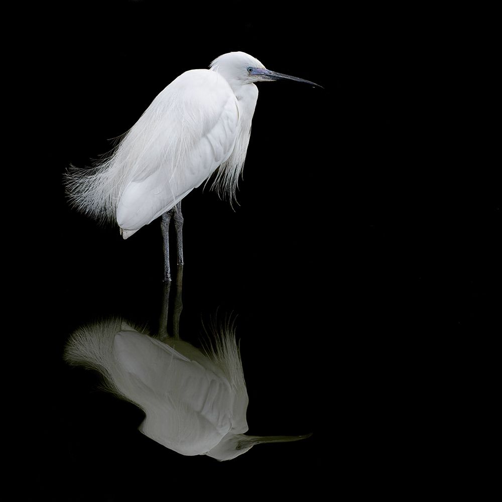 Reflection art print by Mathilde Guillemot for $57.95 CAD
