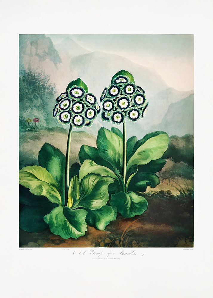 A Group of Auriculas from The Temple of Flora 2 (1807) art print by Pictufy for $57.95 CAD
