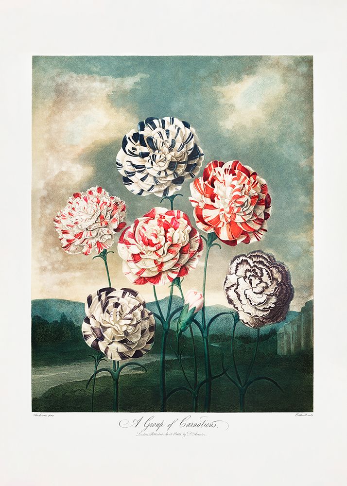 A Group of Carnations from The Temple of Flora (1807) art print by Pictufy for $57.95 CAD