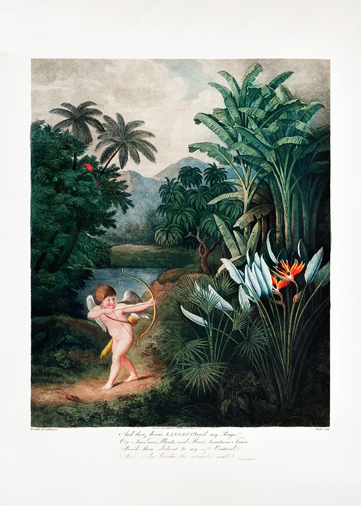 Cupid Inspiring Plants with Love from The Temple of Flora (1807) art print by Pictufy for $57.95 CAD