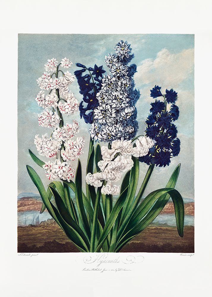 Hyacinths from The Temple of Flora (1807) art print by Pictufy for $57.95 CAD