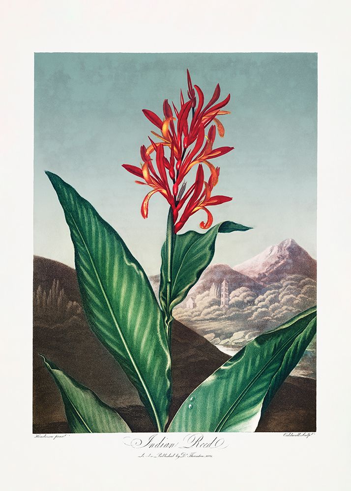 Indian Reed from The Temple of Flora (1807) art print by Pictufy for $57.95 CAD