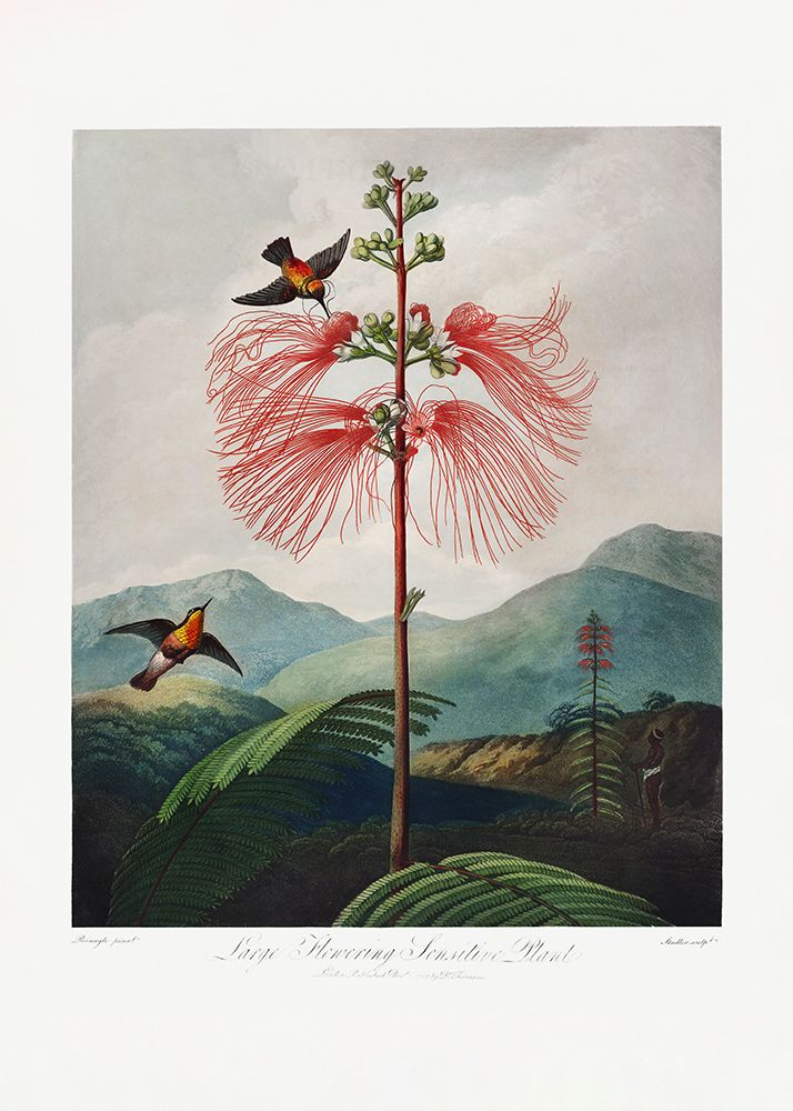 Large–Flowering Sensitive Plant from The Temple of Flora (1807) art print by Pictufy for $57.95 CAD