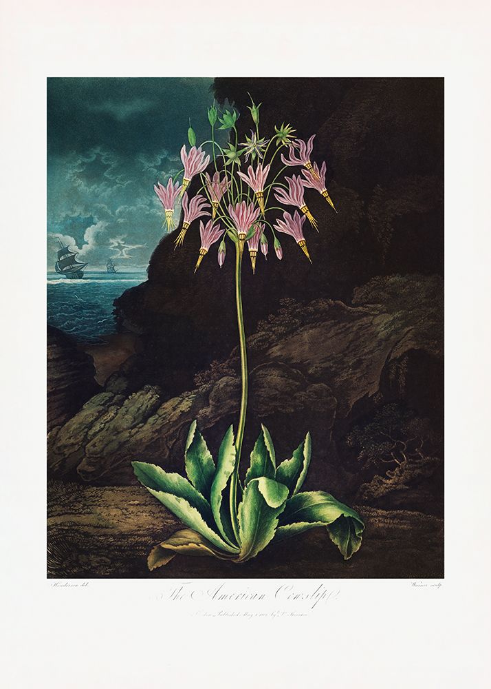 The American Cowslip from The Temple of Flora (1807) art print by Pictufy for $57.95 CAD