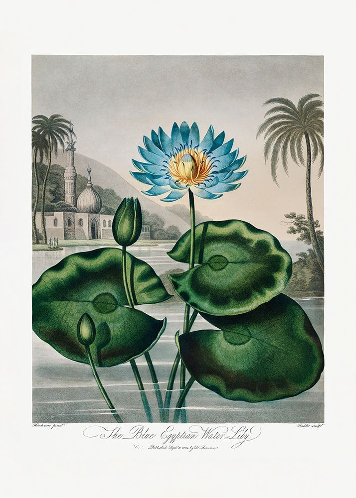 The Blue Egyptian Water-Lily from The Temple of Flora (1807) art print by Pictufy for $57.95 CAD