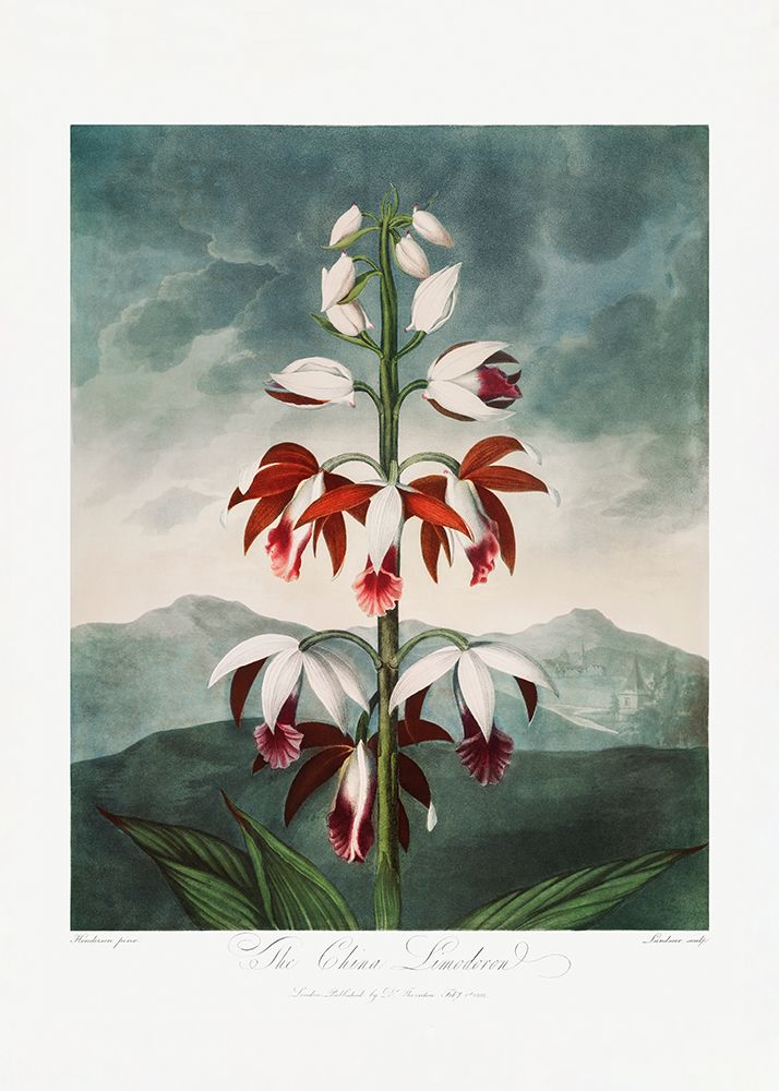 The Chinese Limodoron from The Temple of Flora (1807) art print by Pictufy for $57.95 CAD