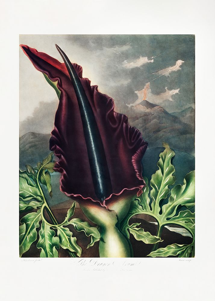 The Dragon Arum from The Temple of Flora (1807) art print by Pictufy for $57.95 CAD