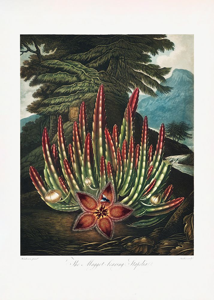 The Maggot–Bearing Stapelia from The Temple of Flora (1807) art print by Pictufy for $57.95 CAD