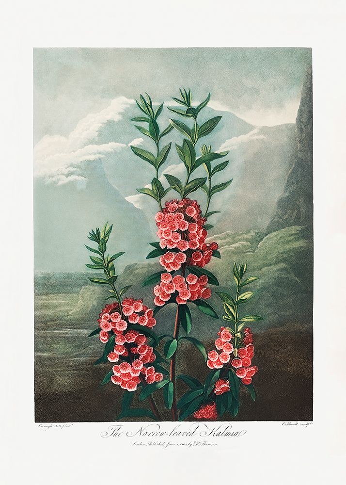 The Narrowa├éΓé¼├éΓÇ£Leaved Kalmia from The Temple of Flora (1807) art print by Pictufy for $57.95 CAD