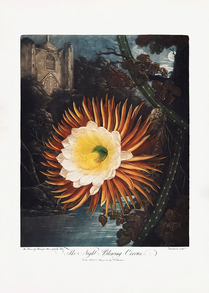 The Night–Blowing Cereus from The Temple of Flora (1807) art print by Pictufy for $57.95 CAD