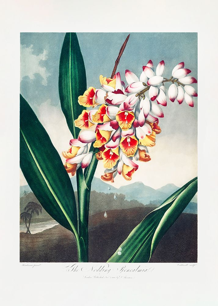 The Nodding Renealmia from The Temple of Flora (1807) art print by Pictufy for $57.95 CAD
