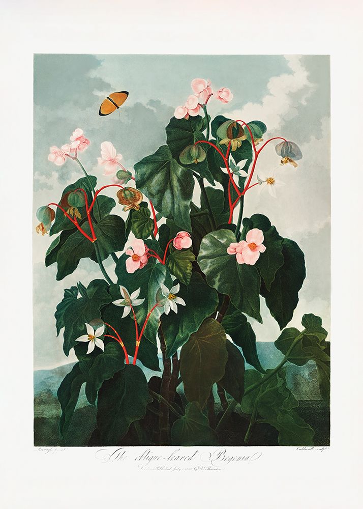 The Obliquea├éΓé¼├éΓÇ£Leaved Begonia from The Temple of Flora (1807) art print by Pictufy for $57.95 CAD