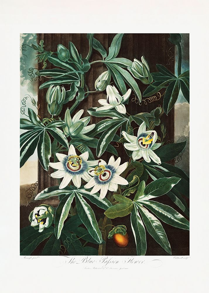 The Passiflora Cerulea from The Temple of Flora (1807) art print by Pictufy for $57.95 CAD
