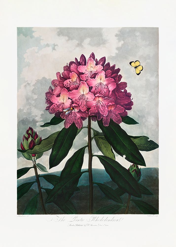 The Pontic Rhododendron from The Temple of Flora (1807) art print by Pictufy for $57.95 CAD