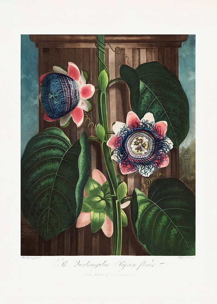 The Quadrangular Passion Flower from The Temple of Flora (1807) art print by Pictufy for $57.95 CAD