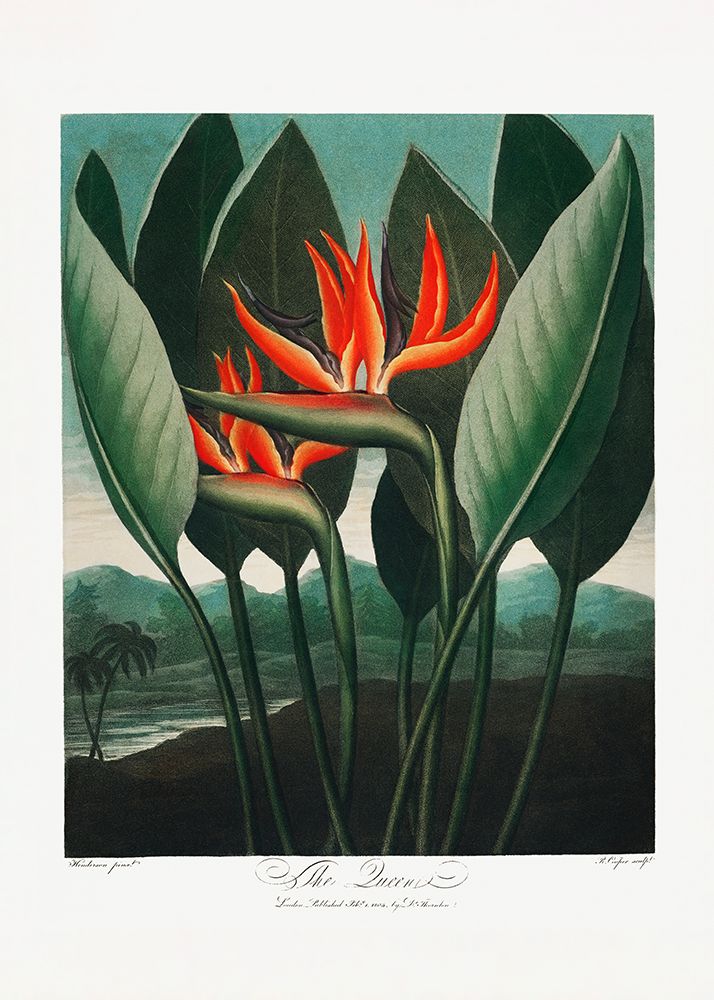 The Queen–Plant from The Temple of Flora (1807) art print by Pictufy for $57.95 CAD