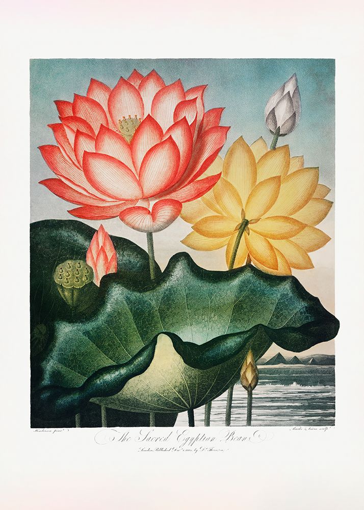 The Sacred Egyptian Bean from The Temple of Flora (1807) art print by Pictufy for $57.95 CAD