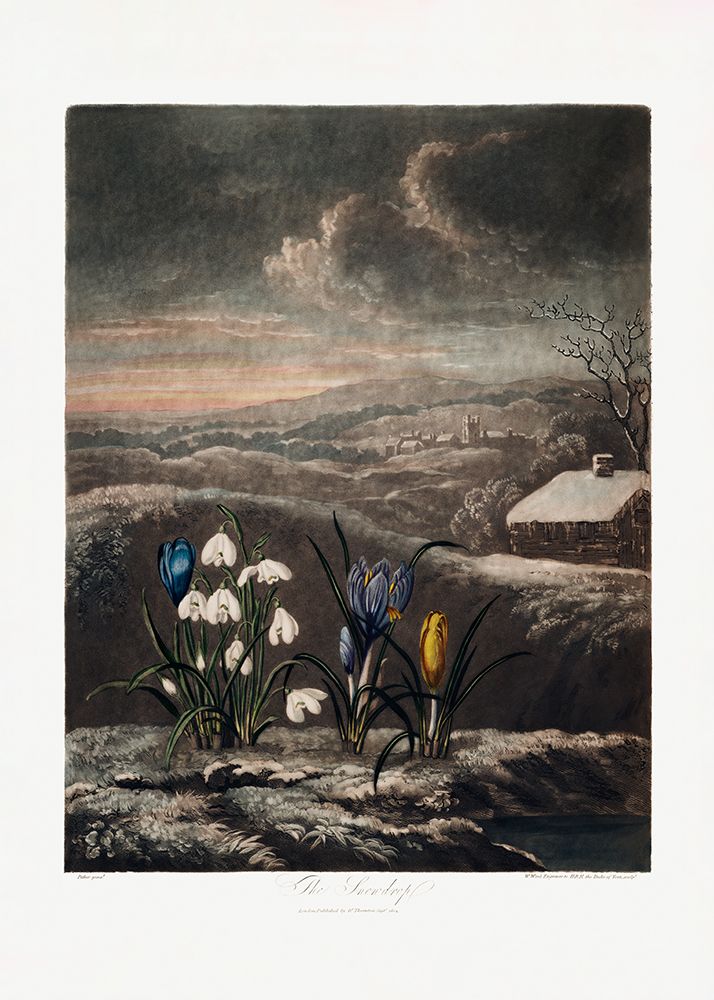 The Snowdrops from The Temple of Flora (1807) art print by Pictufy for $57.95 CAD